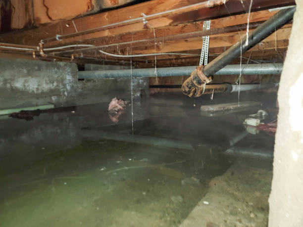 Best Carpet water damage restoration  in Kennesaw, GA